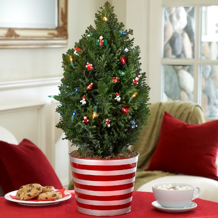 Send Mini Christmas Trees And Other Holiday Gifts From Proflowers