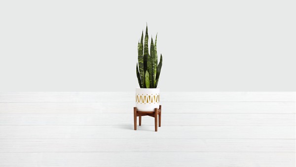 Snake Plant- Tabletop Plant with Stand