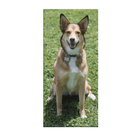 Unframed Photo Canvas 5x11