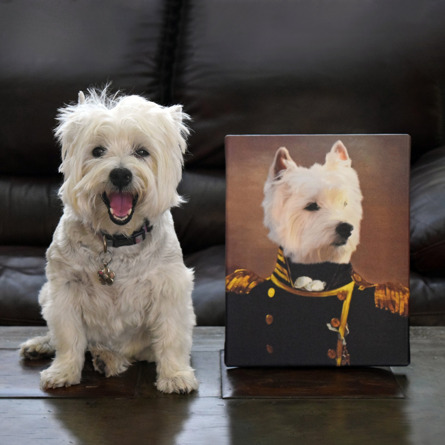 The Admiral Pet Photo Portrait