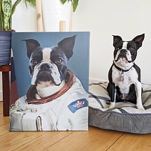 The Astronaut Pet Photo Portrait