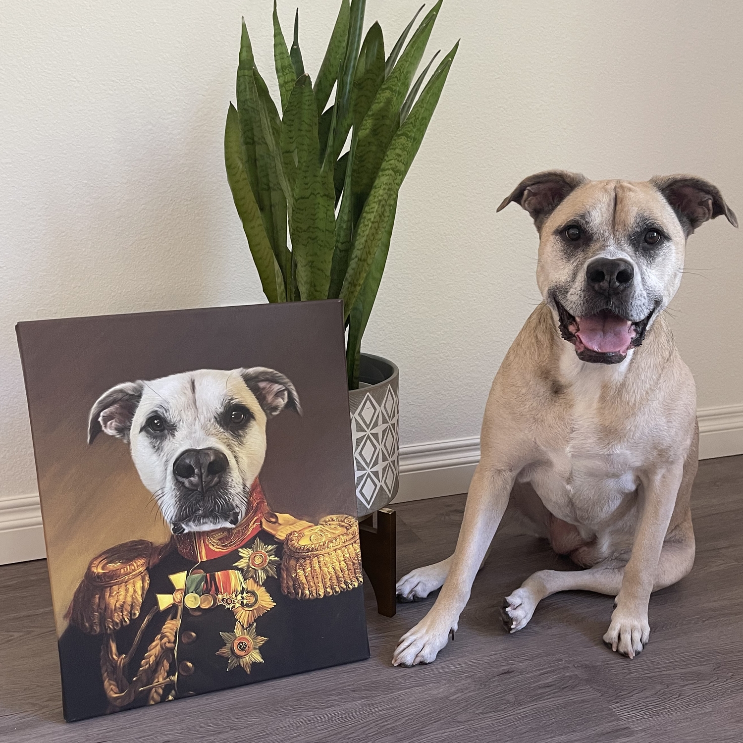 The Veteran Pet Photo Portrait