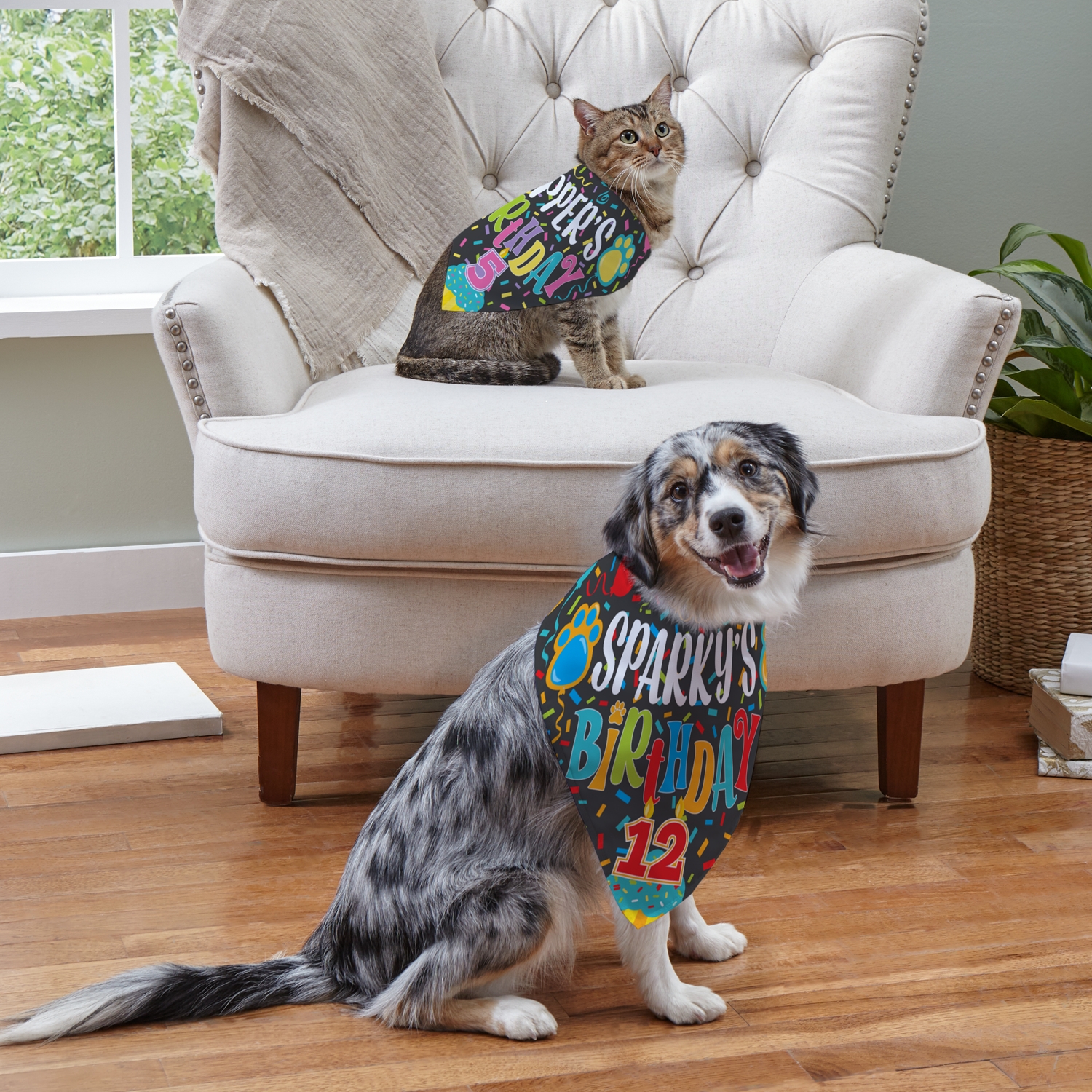 Look Who's... Birthday Pet Bandana