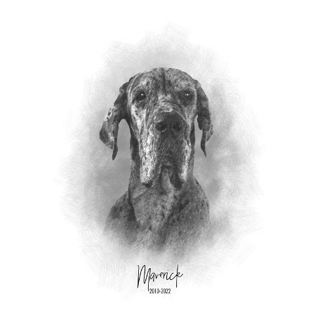 Sketch Pet Portrait-Unframed-Name & Date-16x20