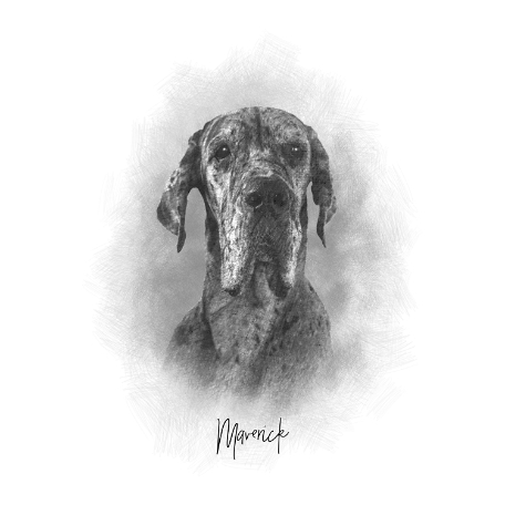 Sketch Pet Portrait-Unframed-Name-16x20